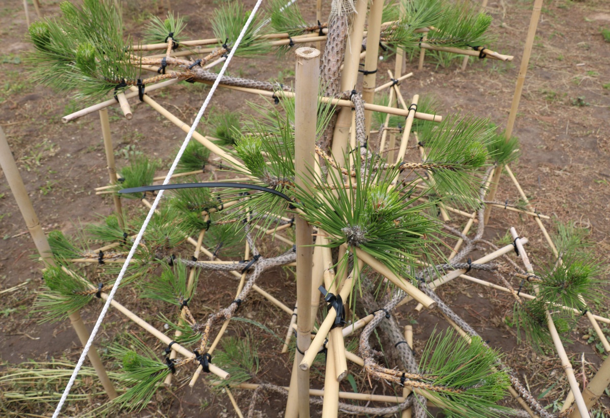 Деревья стоимостью в 500 000 рублей выращивают в Нижегородской области - фото 1