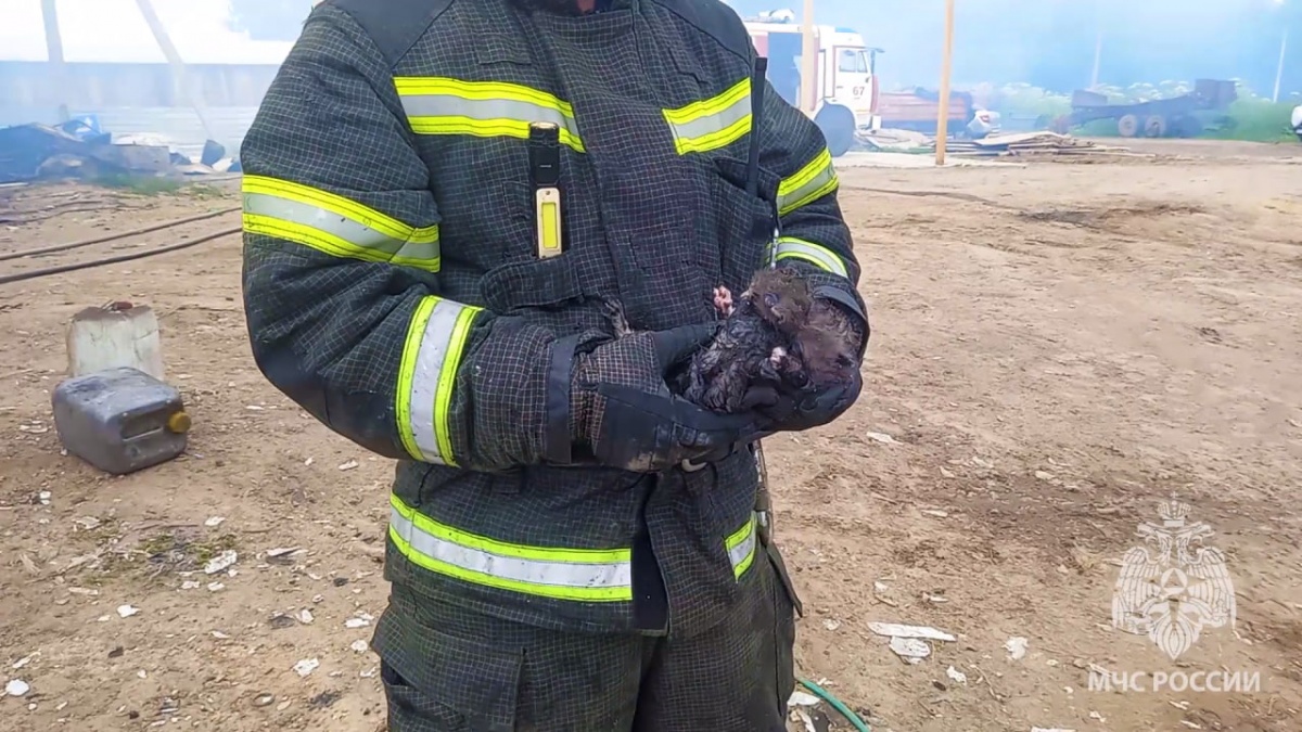 Шесть котят и десять телят спасли при пожаре на ферме на Бору - фото 1