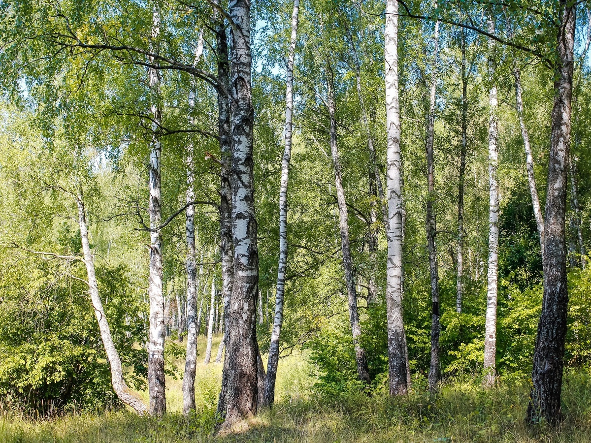 Березовый лес в Самарской области