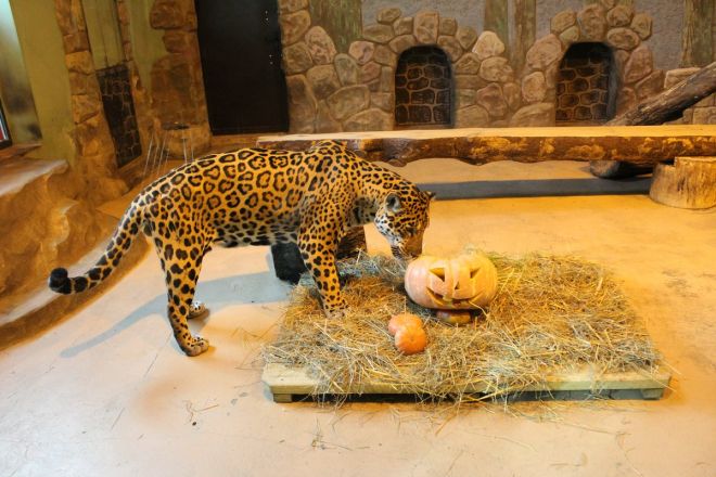 Всем по тыкве: обитатели нижегородского зоопарка отметили Хэллоуин - фото 47